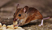24 Hour & Emergency Exterminators in Salemburg, NC
